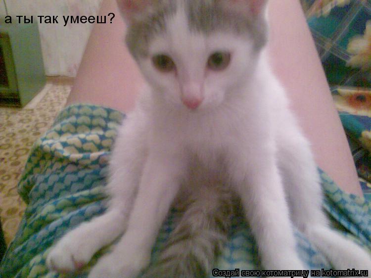 Котоматрица: а ты так умееш?