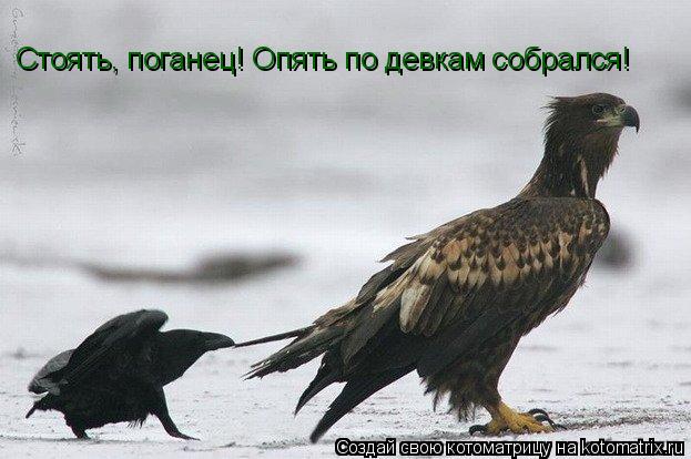 Стоять, поганец! Опять по девкам собрался!... Котоматрица: Стоять, поганец! Опять по девкам собрался!