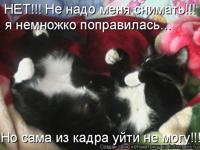 НЕТ!!! Не надо меня снимать!!! я немножко поправилась... Но сама из кадра уйти не могу!!!... Котоматрица: НЕТ!!! Не надо меня снимать!!! я немножко поправилась... Но сама из кадра уйти не могу!!!