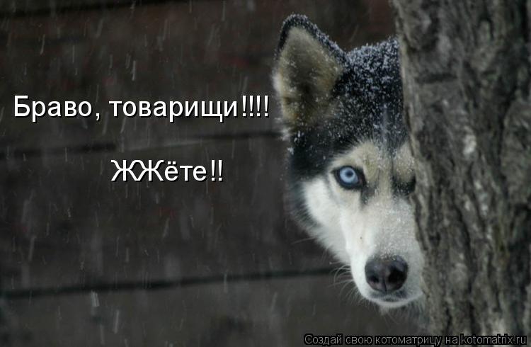 Браво, товарищи!!!! ЖЖёте!!... Котоматрица: Браво, товарищи!!!! ЖЖёте!!