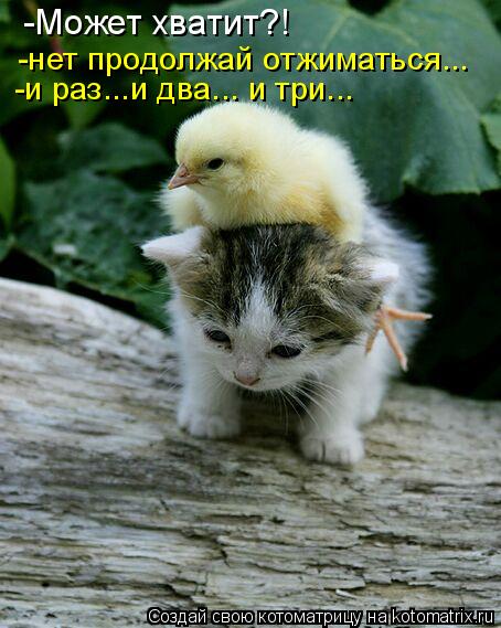 -Может хватит?! -нет продолжай отжиматься... -и раз...и два... и три...... Котоматрица: -Может хватит?! -нет продолжай отжиматься... -и раз...и два... и три...