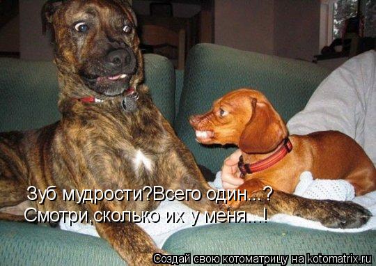 Зуб мудрости?Всего один...? Смотри,сколько их у меня...!... Котоматрица: Зуб мудрости?Всего один...? Смотри,сколько их у меня...!