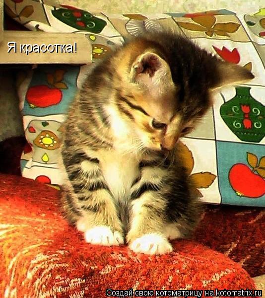 Котоматрица: Я красотка!