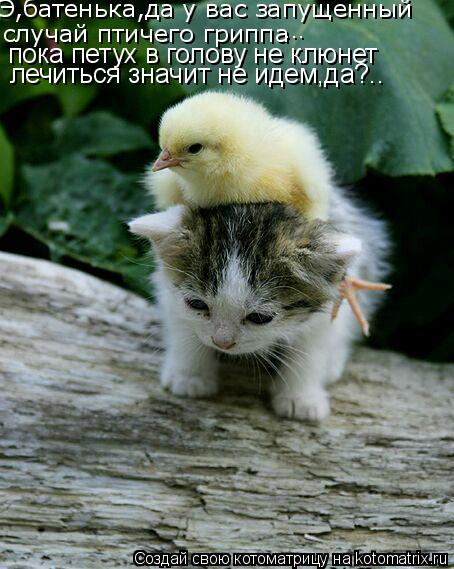 Э,батенька,да у вас запущенный случай птичего гриппа пока петух в голову не клюнет ... лечиться знач... Котоматрица: Э,батенька,да у вас запущенный случай птичего гриппа пока петух в голову не клюнет ... лечиться значит не идем,да?..