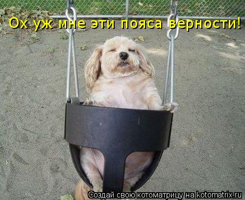 Ох уж мне эти пояса верности!... Котоматрица: Ох уж мне эти пояса верности!