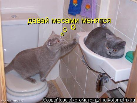давай месами менятся о о о... Котоматрица: давай месами менятся о о о