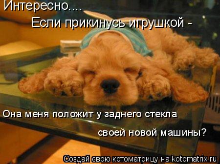 Интересно.... Если прикинусь игрушкой - Она меня положит у заднего стекла своей новой машины?... Котоматрица: Интересно.... Если прикинусь игрушкой - Она меня положит у заднего стекла своей новой машины?