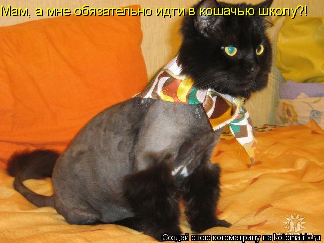 Мам, а мне обязательно идти в кошачью школу?!... Котоматрица: Мам, а мне обязательно идти в кошачью школу?!