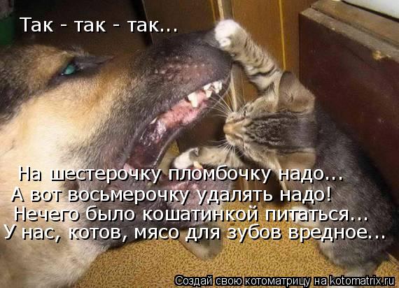 Так - так - так... На шестерочку пломбочку надо... А вот восьмерочку удалять надо! Нечего было кошати... Котоматрица: Так - так - так... На шестерочку пломбочку надо... А вот восьмерочку удалять надо! Нечего было кошатинкой питаться... У нас, котов, мясо для зубов