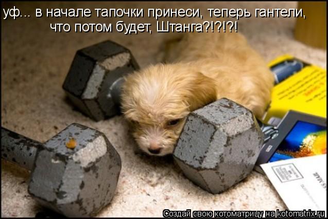 уф... в начале тапочки принеси, теперь гантели, что потом будет, Штанга?!?!?!... Котоматрица: уф... в начале тапочки принеси, теперь гантели, что потом будет, Штанга?!?!?!