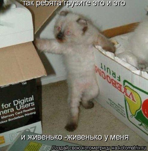 так ребята грузите это и это и живенько -живенько у меня... Котоматрица: так ребята грузите это и это и живенько -живенько у меня