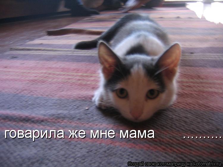 Котоматрица: говарила же мне мама       ............