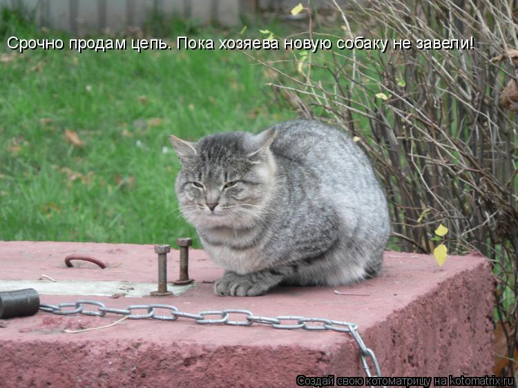 Срочно продам цепь. Пока хозяева новую собаку не завели!... Котоматрица: Срочно продам цепь. Пока хозяева новую собаку не завели!