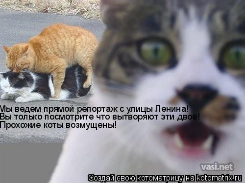 Мы ведем прямой репортаж с улицы Ленина! Вы только посмотрите что вытворяют эти двое! Прохожие коты в... Котоматрица: Мы ведем прямой репортаж с улицы Ленина! Вы только посмотрите что вытворяют эти двое! Прохожие коты возмущены!