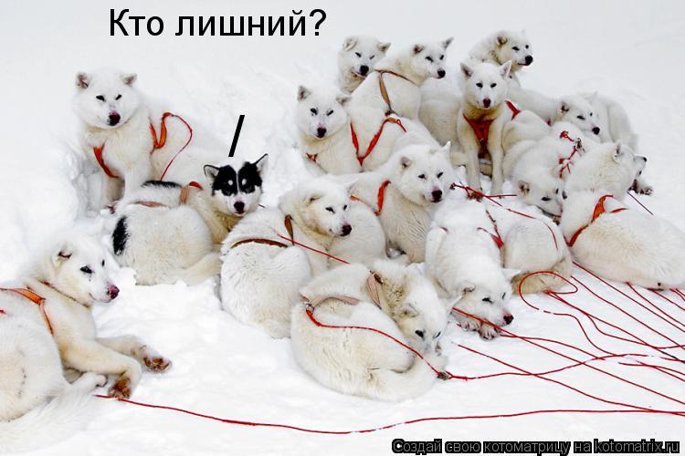 Кто лишний? /... Котоматрица: Кто лишний? /