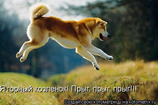 Я горный козленок! Прыг, прыг, прыг!!!... Котоматрица: Я горный козленок! Прыг, прыг, прыг!!!
