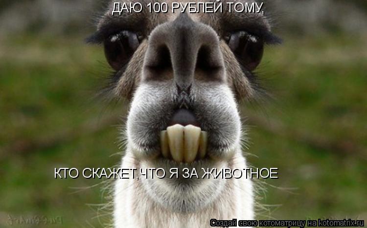 ДАЮ 100 РУБЛЕЙ ТОМУ, КТО СКАЖЕТ,ЧТО Я ЗА ЖИВОТНОЕ... Котоматрица: ДАЮ 100 РУБЛЕЙ ТОМУ, КТО СКАЖЕТ,ЧТО Я ЗА ЖИВОТНОЕ