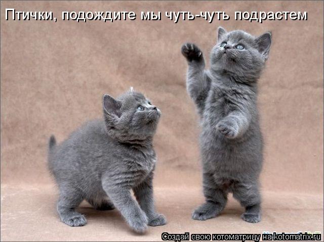 Птички, подождите мы чуть-чуть подрастем... Котоматрица: Птички, подождите мы чуть-чуть подрастем