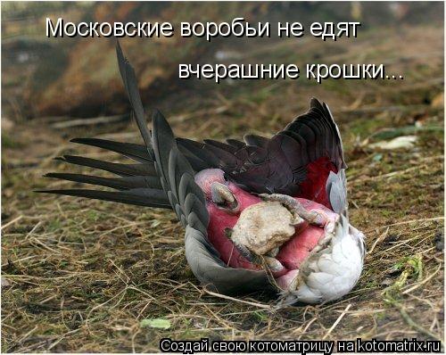 Московские воробьи не едят вчерашние крошки...... Котоматрица: Московские воробьи не едят вчерашние крошки...