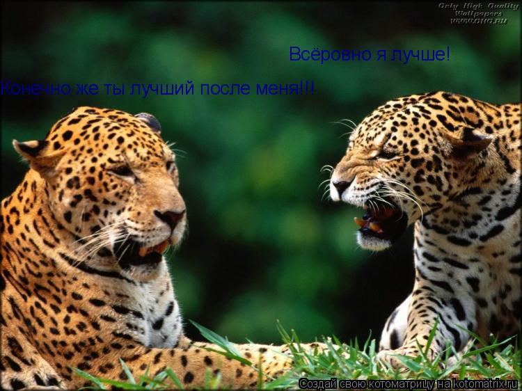 Котоматрица: Всёровно я лучше! Конечно же ты лучший после меня!!!