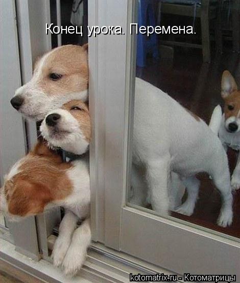 Конец урока. Перемена.... Котоматрица: Конец урока. Перемена.