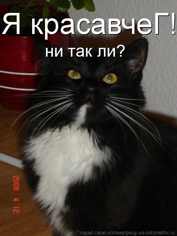 Котоматрица: Я красавчеГ! ни так ли?