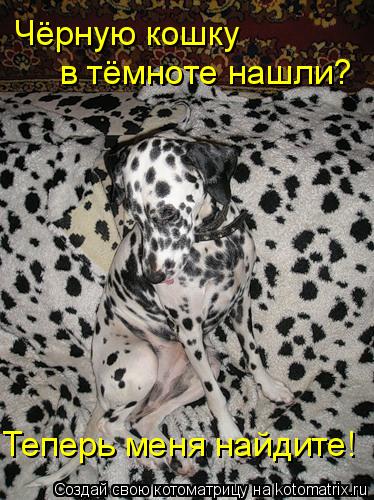 Котоматрица: Чёрную кошку  в тёмноте нашли? Теперь меня найдите!