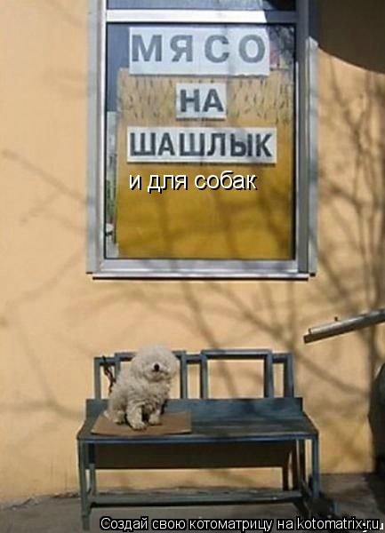 и для собак... Котоматрица: и для собак