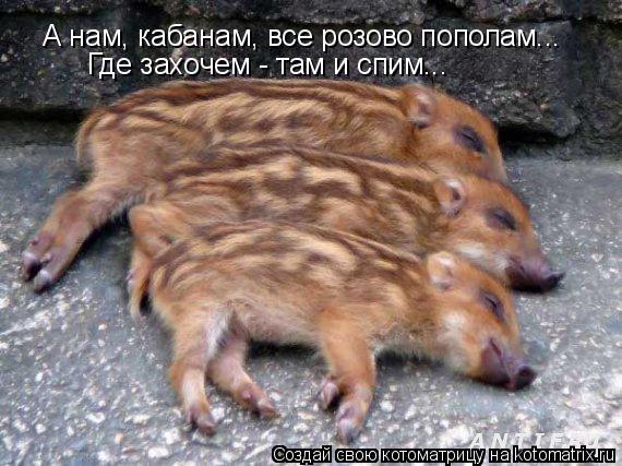А нам, кабанам, все розово пополам... Где захочем - там и спим...... Котоматрица: А нам, кабанам, все розово пополам... Где захочем - там и спим...