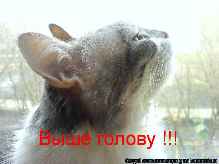 Выше голову !!!... Котоматрица: Выше голову !!!