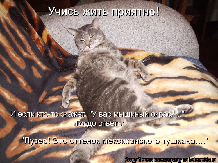 Учись жить приятно! И если кто-то скажет: "У вас мышиный окрас....." Гордо ответь: "Лузер! Это оттено... Котоматрица: Учись жить приятно! И если кто-то скажет: "У вас мышиный окрас....." Гордо ответь: "Лузер! Это оттенок мексиканского тушкана...."