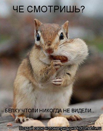 ЧЕ СМОТРИШЬ? БЕЛКУ ЧТОЛИ НИКОГДА НЕ ВИДЕЛИ..... Котоматрица: ЧЕ СМОТРИШЬ? БЕЛКУ ЧТОЛИ НИКОГДА НЕ ВИДЕЛИ..