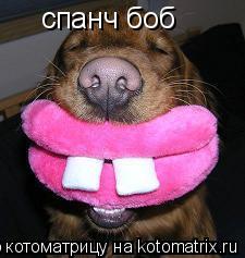 спанч боб... Котоматрица: спанч боб