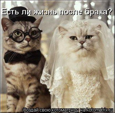 Есть ли жизнь после брака?... Котоматрица: Есть ли жизнь после брака?