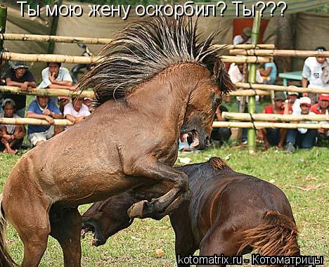 Котоматрица: Ты мою жену оскорбил? Ты???