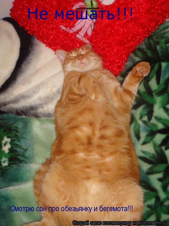 Не мешать!!! Смотрю сон про обезьянку и бегемота!!!... Котоматрица: Не мешать!!! Смотрю сон про обезьянку и бегемота!!!
