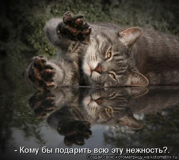 Котоматрица: - Кому бы подарить всю эту нежность?…