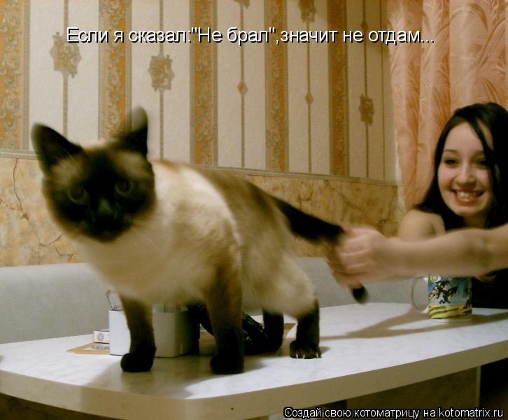 Котоматрица: Если я сказал:"Не брал",значит не отдам...
