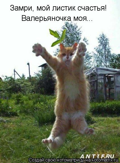 Замри, мой листик счастья! Валерьяночка моя...... Котоматрица: Замри, мой листик счастья! Валерьяночка моя...