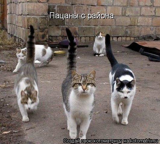 Пацаны с района... Котоматрица: Пацаны с района