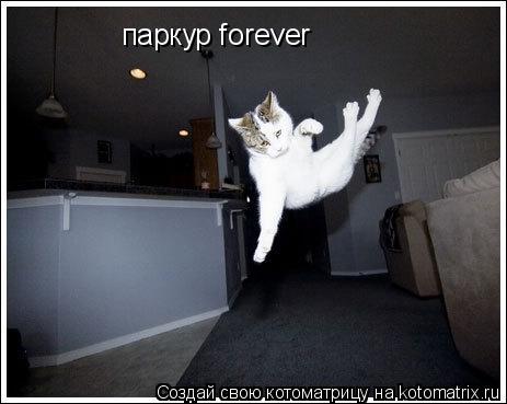 паркур forever... Котоматрица: паркур forever