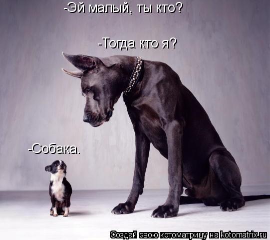 -Эй малый, ты кто? -Собака. -Тогда кто я?... Котоматрица: -Эй малый, ты кто? -Собака. -Тогда кто я?