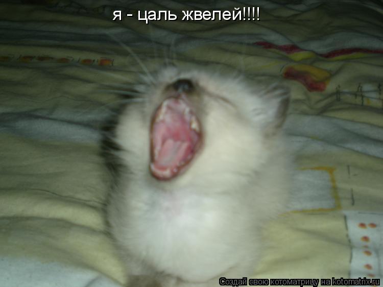 я - цаль жвелей!!!!... Котоматрица: я - цаль жвелей!!!!