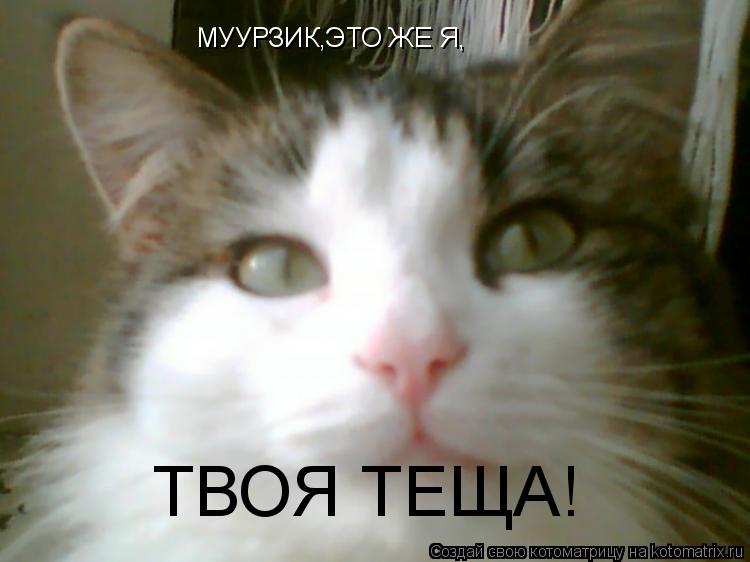 МУУРЗИК,ЭТО ЖЕ Я, ТВОЯ ТЕЩА!... Котоматрица: МУУРЗИК,ЭТО ЖЕ Я, ТВОЯ ТЕЩА!