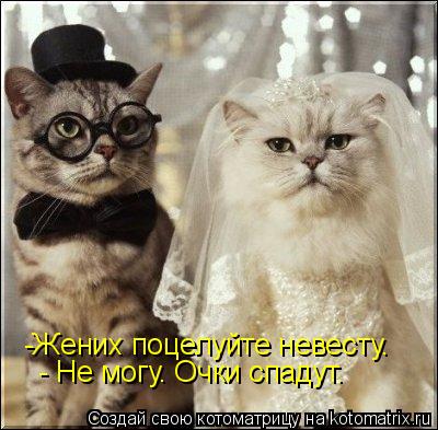 -Жених поцелуйте невесту. - Не могу. Очки спадут.... Котоматрица: -Жених поцелуйте невесту. - Не могу. Очки спадут.