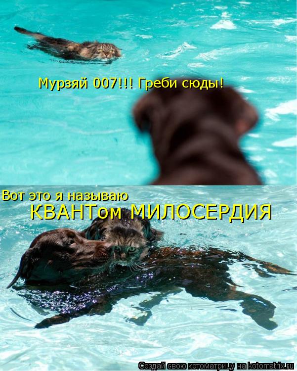 Мурзяй 007!!! Греби сюды! Вот это я называю КВАНТом МИЛОСЕРДИЯ... Котоматрица: Мурзяй 007!!! Греби сюды! Вот это я называю КВАНТом МИЛОСЕРДИЯ