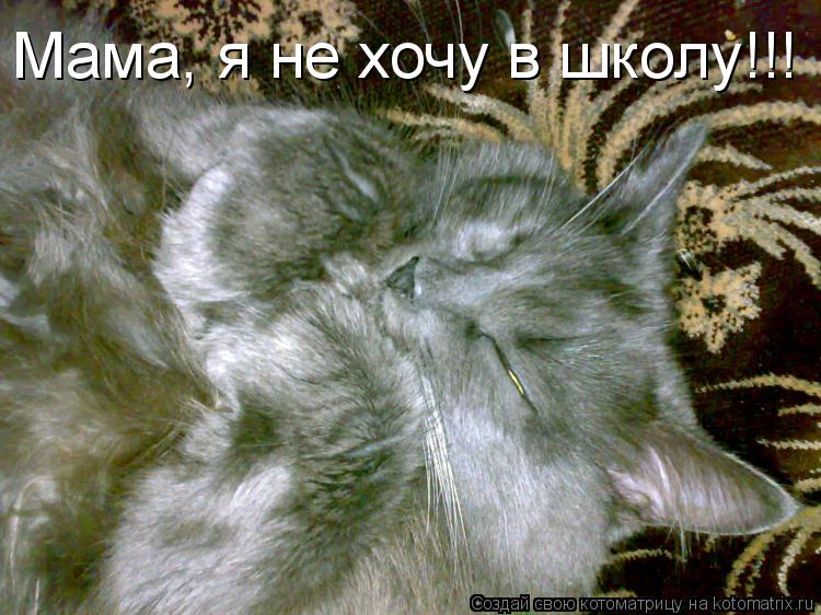 Мама, я не хочу в школу!!!... Котоматрица: Мама, я не хочу в школу!!!