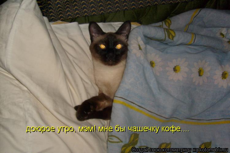 доюрое утро, мэм! мне бы чашечку кофе....... Котоматрица: доюрое утро, мэм! мне бы чашечку кофе....