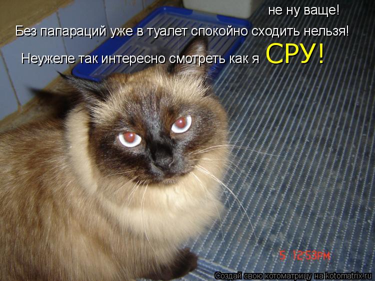 Без папараций уже в туалет спокойно сходить нельзя! не ну ваще! Неужеле так интересно смотреть как я ... Котоматрица: Без папараций уже в туалет спокойно сходить нельзя! не ну ваще! Неужеле так интересно смотреть как я СРУ!