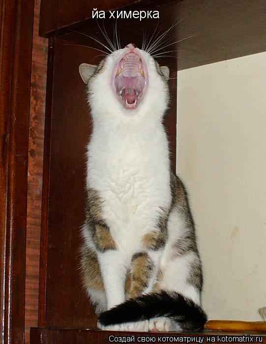 йа химерка... Котоматрица: йа химерка